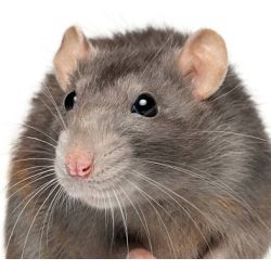 Rat